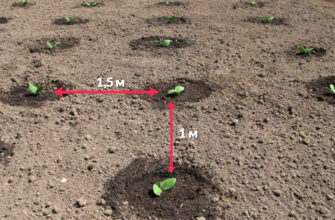Коли та як правильно садити кабачки у відкритий ґрунт: поради і строки
