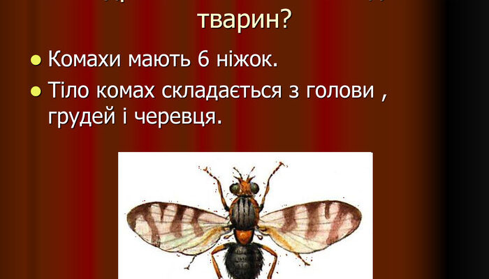 Основні відмінності комах від інших тварин: унікальні особливості