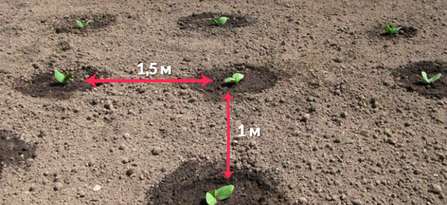 Коли садити кабачки у відкритий ґрунт в Україні: поради та строки