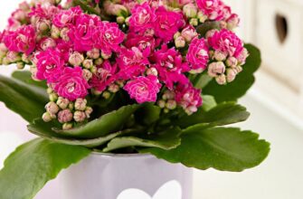 Як правильно доглядати за каланхое під час цвітіння: поради та секрети