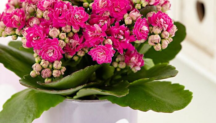 Як правильно доглядати за каланхое під час цвітіння: поради та секрети