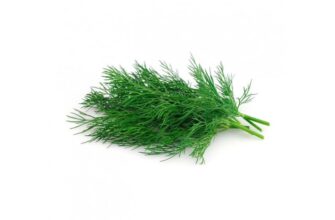 Скільки важить один кріп: усі деталі про масу зеленої приправи