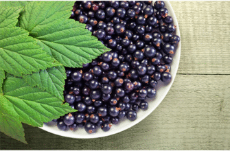 Колір смородини: від багряного до чорного – яке забарвлення обрати?