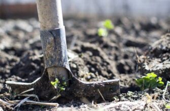 Коли найкраще починати копати город навесні: поради та рекомендації