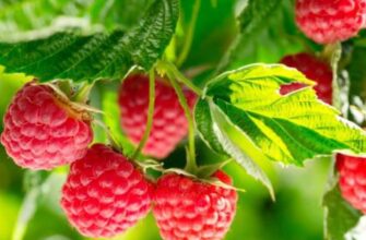 Чому надмірне споживання малини може бути небезпечним для здоров’я