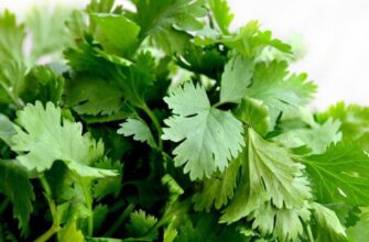 “Чи варто мити кріп та петрушку перед заморожуванням: поради експертів”