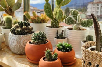 Чи можна вирощувати статицу в домашніх умовах: всі переваги та недоліки