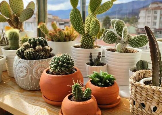 Чи можна вирощувати статицу в домашніх умовах: всі переваги та недоліки Чи можна вирощувати статицу в домашніх умовах: всі переваги та недоліки