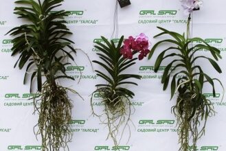 Як довго триває цвітіння Ванди: ключові етапи та особливості догляду