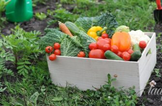 Що варто посадити новачкові в городі: прості й доступні культури