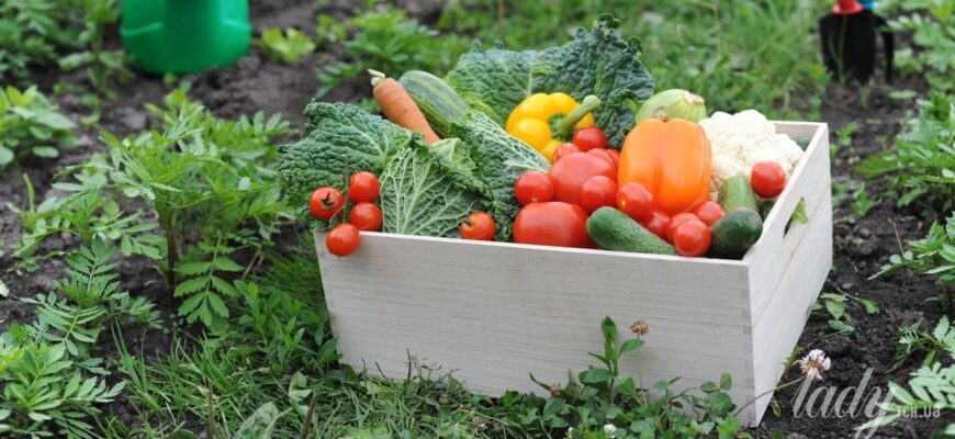 Що варто посадити новачкові в городі: прості й доступні культури