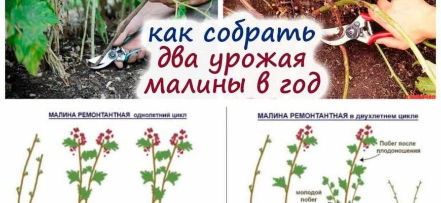 Коли краще садити ремонтантну малину у відкритий ґрунт: поради.