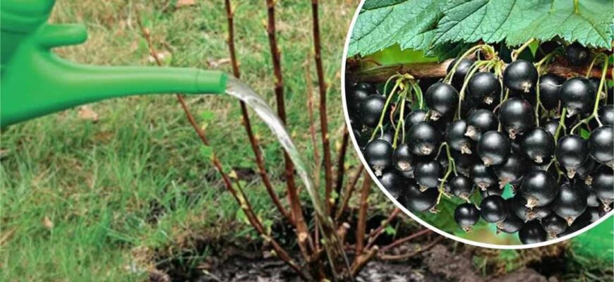 Як визначити оптимальний час для збору чорної смородини: поради та ознаки