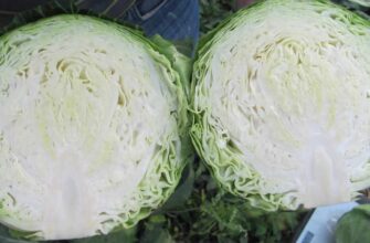 Як визначити різницю між ранньою та пізньою капустою: практичні поради