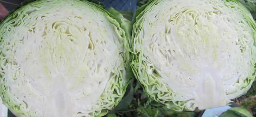 Як визначити різницю між ранньою та пізньою капустою: практичні поради