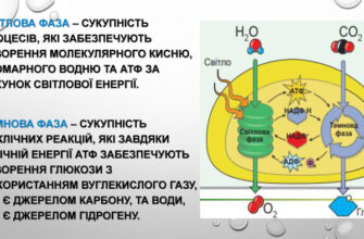 Світлова фаза фотосинтезу: Які ключові продукти утворюються?