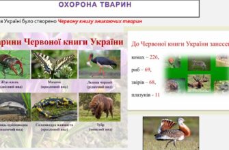 Тварини Киргизстану, занесені до Червоної книги: Захист і збереження
