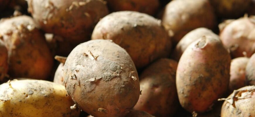 Небезпечна картопля: які сорти та ознаки слід уникати в раціоні