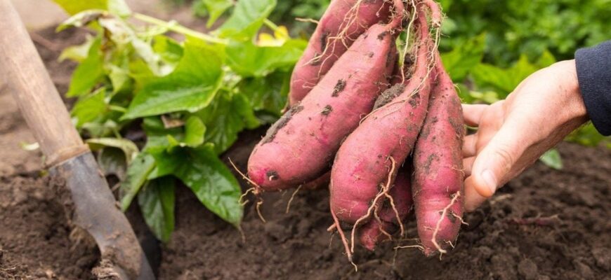 Що таке батат і як його їсти: Покроковий гід для початківців