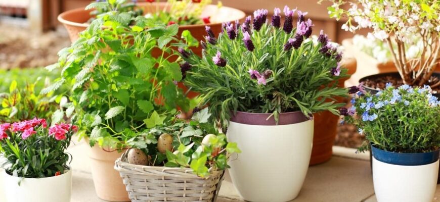 Як захистити ваші квіти від цвілі: ефективні розчини для поливу