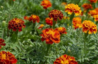 Оптимальні способи підживлення чорнобривців для пишного цвітіння