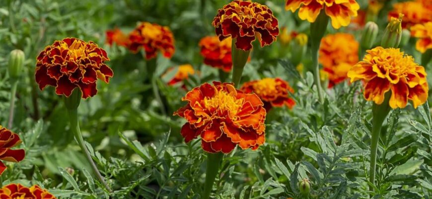 Оптимальні способи підживлення чорнобривців для пишного цвітіння