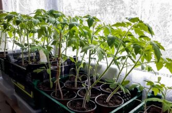Скільки разів і як правильно поливати розсаду томатів Атлетом?