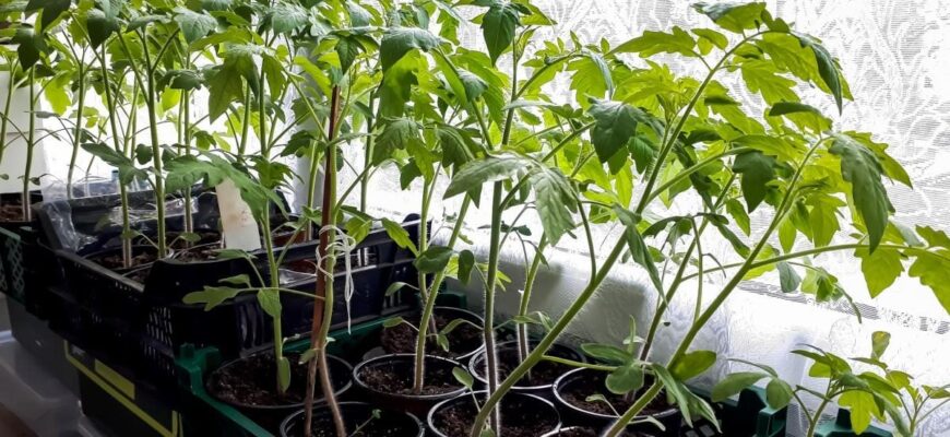 Оптимальні засоби для поливу розсади помідорів для товстих стебел