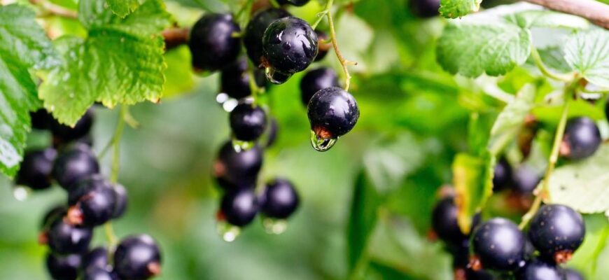 Коли обробляти смородину бордоською рідиною: оптимальні строки та поради