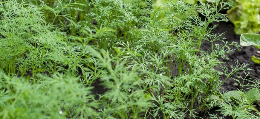 Що не рекомендується садити після кропу: поради для городників