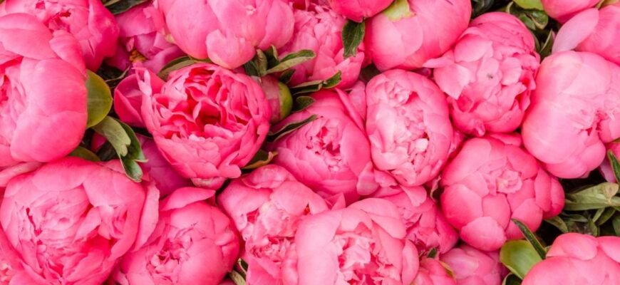 Як обрати оптимальні добрива для багатого цвітіння півоній?