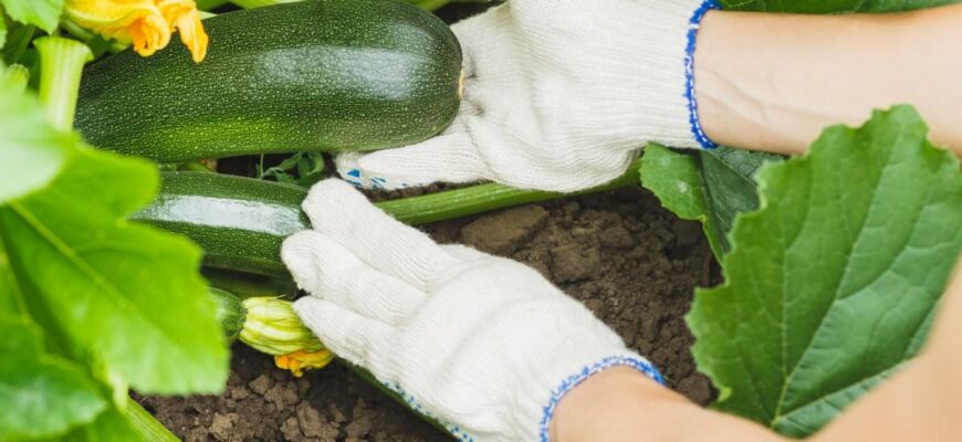 Причини гниття кабачків на грядці: що робити і як запобігти цьому?