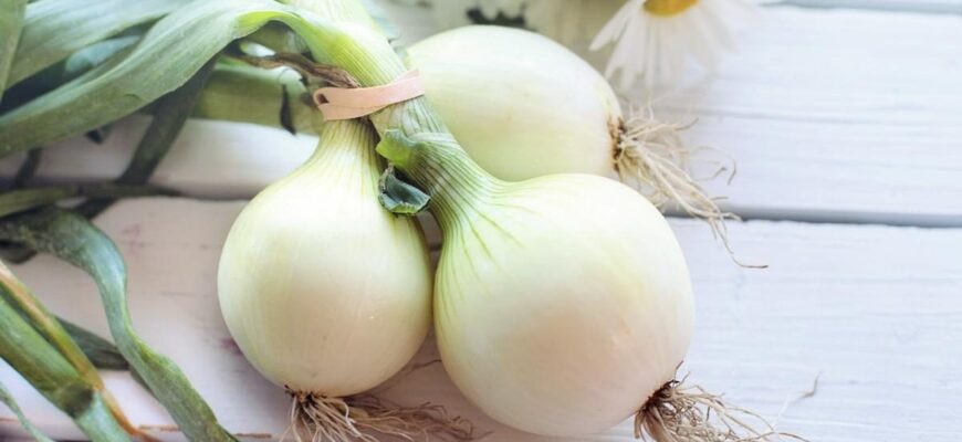 Як ефективно полити цибулю для захисту від черв’яків цибулевої мухи