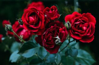 Оптимальне удобрення троянд: застосування кісткового борошна ефективно?