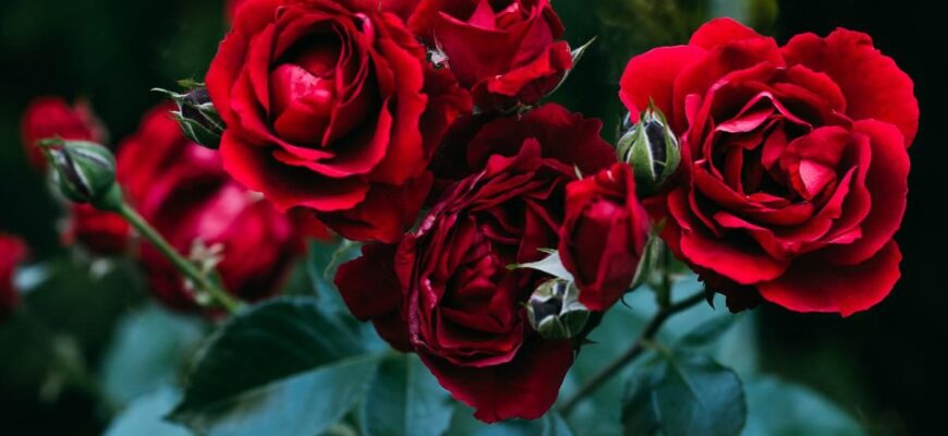 Оптимальне удобрення троянд: застосування кісткового борошна ефективно?