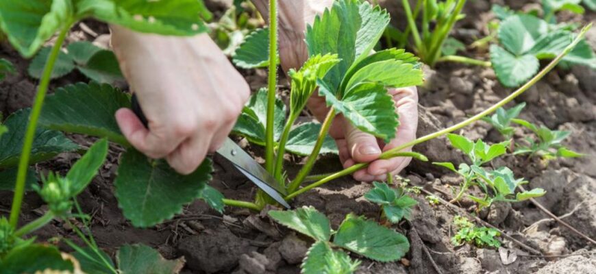 Чи варто обрізати ремонтантну полуницю після першого збору врожаю?