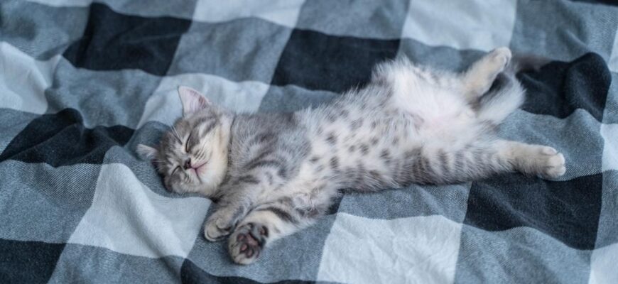 Чи безпечно спати з кішкою на ліжку: переваги та недоліки спільного сну