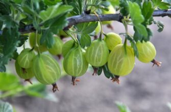 Коли збирати врожай аґрусу: оптимальні терміни та поради садівникам