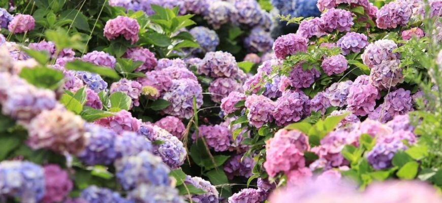 Оптимальний час для розсаджування гортензії: коли це робити найкраще