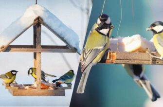 Оптимальний вибір їжі для птахів: що класти в годівницю взимку?
