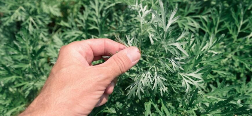 Полин трава: Відлякує шкідників і не тільки. Кого остерігатися?