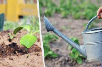 Оптимальний час для поливу добривами: ранок чи вечір? Поради експертів