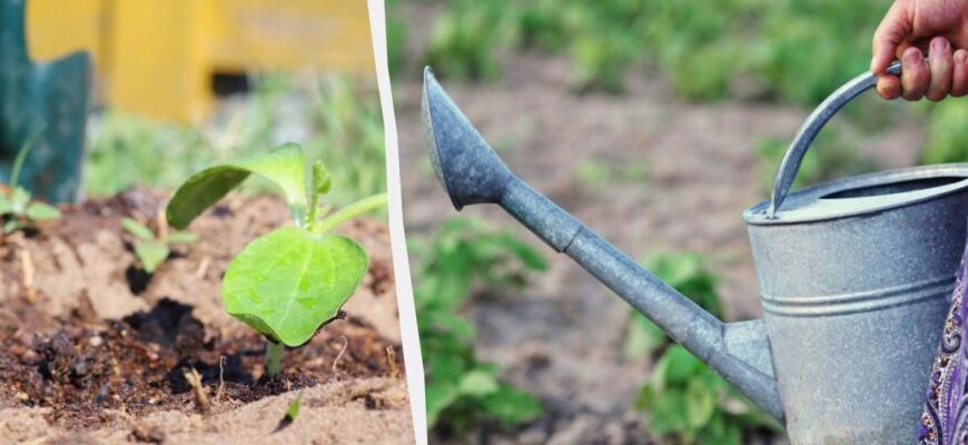 Оптимальний час для поливу добривами: ранок чи вечір? Поради експертів