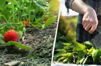 Оптимальні методи поливу полуниці під час періоду плодоношення