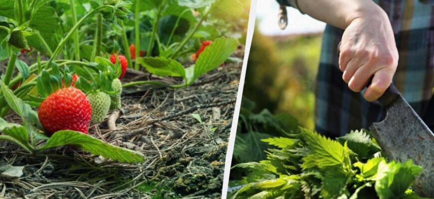 Оптимальні методи поливу полуниці під час періоду плодоношення