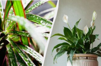 Кімнатні рослини, що thrive за умов штучного освітлення: топ варіанти