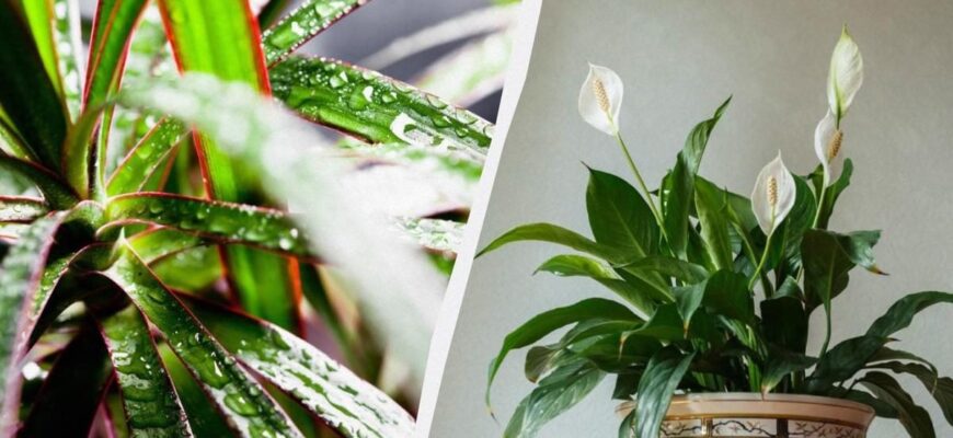 Кімнатні рослини, що thrive за умов штучного освітлення: топ варіанти