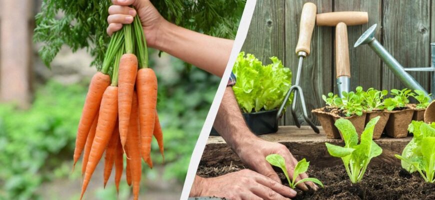 Чи можливо висаджувати полуницю на грядки після збору моркви?