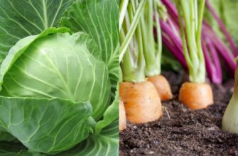Що посадити після капусти: найкращі культури для ротації ґрунту