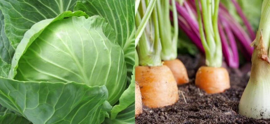 Що посадити після капусти: найкращі культури для ротації ґрунту